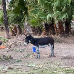 Er hat uns mit seinem Geschrei ordentlich genervt