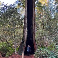 Redwood