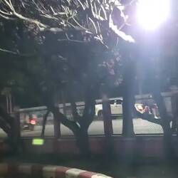 Bird sounds on the run home 🐦