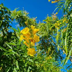 Gelber Trompetenstrauch