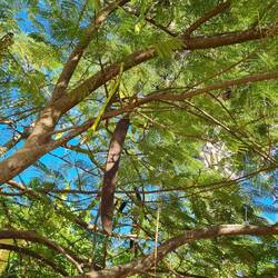 Vermutlich Weißkopfmimose