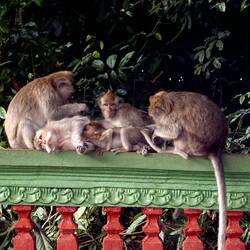 Sangeh Monkey Forest - they look like rats!  I hate monkeys!