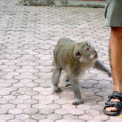 Sangeh Monkey Forest : this one run up the guy's leg to his chest....yuk!!