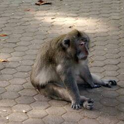 Sangeh Monkey Forest