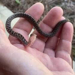 Ein Black Racer Baby. Eine Parkrangerin hat sie Aron auf die Hand gesetzt