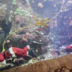 Two divers in Santa costumes cleaning the inside of a fish tank in Vancouver Airport, Canada