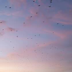 Thousands of huge fruit bats going to surrounding islands to get some food.