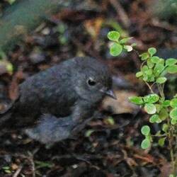 Thrush