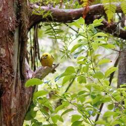 yellow head mohua
