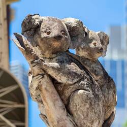 The only koalas we sighted today — Brisbane, QLD.