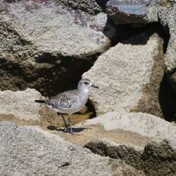 Gut getarnter Sanderling