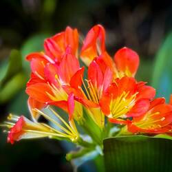 Natal Lily ... Roma Street Parkland — Brisbane, QLD.