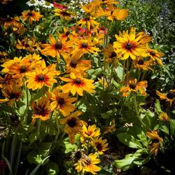 Black-Eyed Susans ... Roma Street Parkland — Brisbane, QLD.
