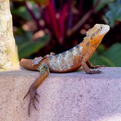 An Australian Water Dragon, shedding its skin, greets us to the Roma Street Parkland — Brisbane, QLD