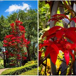 Red Riot ... Roma Street Parkland — Brisbane, QLD.