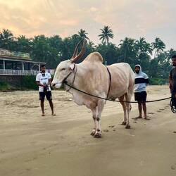 Ein Cebu. Mit Höcker und Wamme