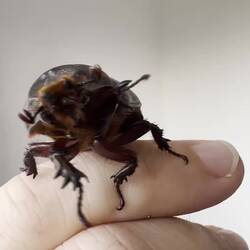 Ein Besucher zu Weihnachten