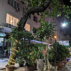 Die Straßen in Rio - verdammt grün!