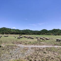 J'ai failli devoir payer pour prendre en photos des vaches. LoL