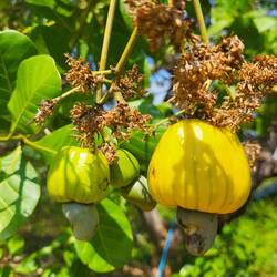 Eine Cashewnuss-Frucht