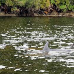 Fiordland bottle nosed dolphins