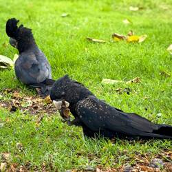 Black Cockatoos — Townsville, QLD.
