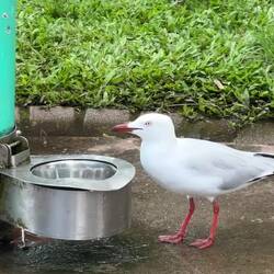 Each water fountain has a bowl for pets ... this one is being used by a silver gull.