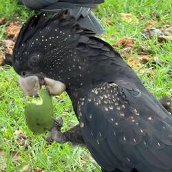 Black Cockatoo — Townsville, QLD.