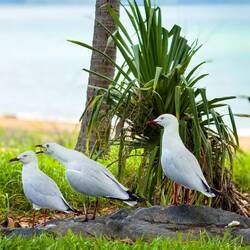 Silver Gulls — Townsville, QLD.