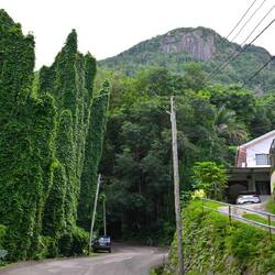 Die Ranken haben hier ganze Arbeit geleistet