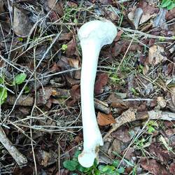 Wegesfund, nur die Starken überleben