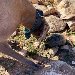 Wotan und die Schildkröte