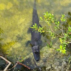 Unser erster Alligator