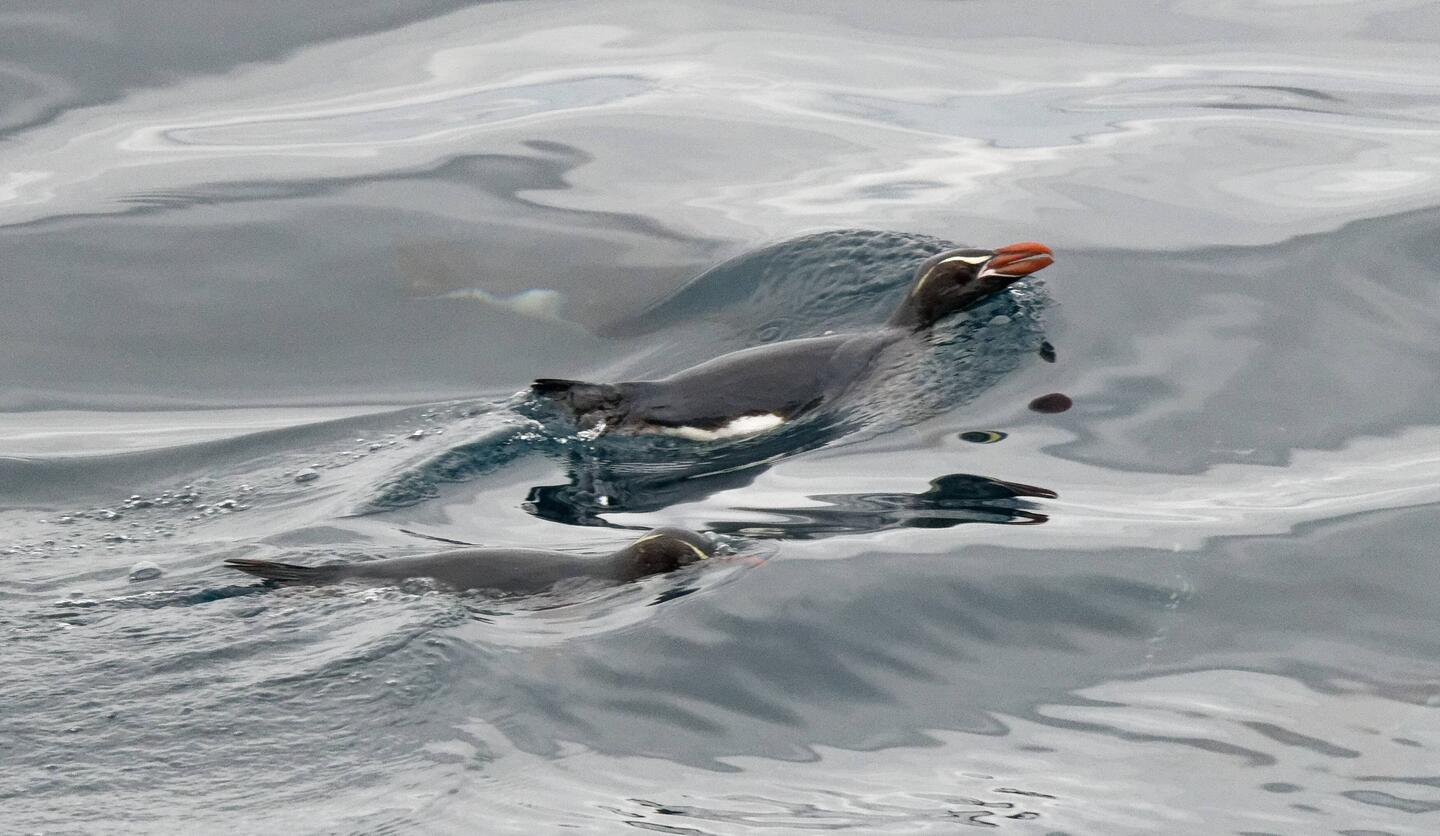 Snares penguin