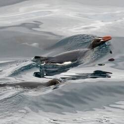 Snares penguin