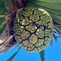 diese Frucht wächst hier