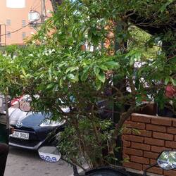 Street greenery - mature chilli plants all along the streets - I could live here