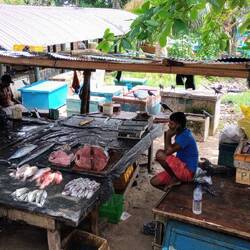 Huge tuna on display