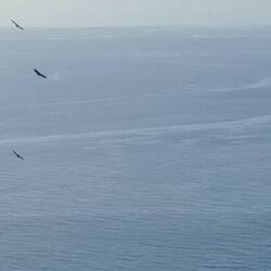 Von Geiern begleitet