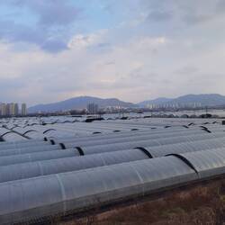 Gewächshäuser über Gewächshäuser