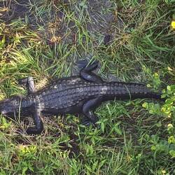 Der dickste Alligator liegt direkt unterm Turm