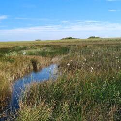 Die Landschsft von Shark Valley