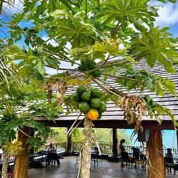 Eine exotische Frucht