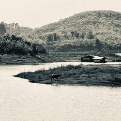 Invasivi Wasserbüffle 😆