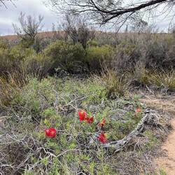 We saw many wild flowers as it was the season for it