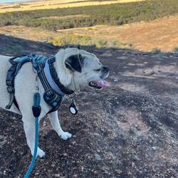 It got a bit hot for the dogs