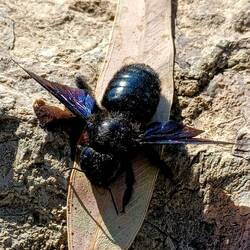 Schwarze Holzbiene, beeindruckende ca. 3 cm lang