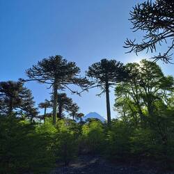 Araukarien, völlig aus der Zeit gefallene Bäume
