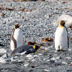 Gentoo