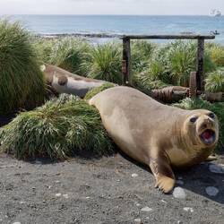 Elelphand seal pup